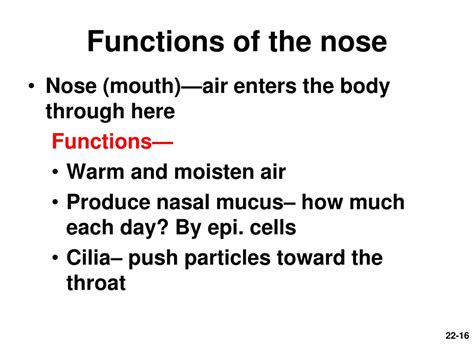 Nose Parts And Functions