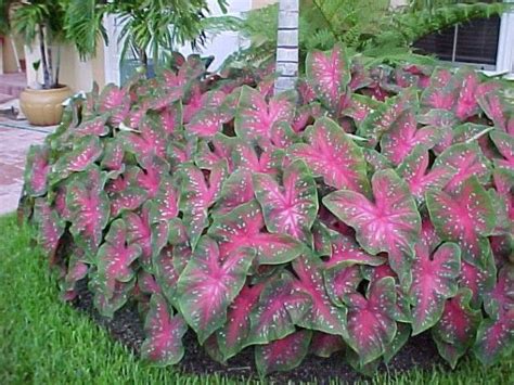 5 best vegetables to grow in the. images of florida shade plants - Google Search | Shade ...