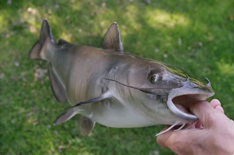 Baby Channel Catfish