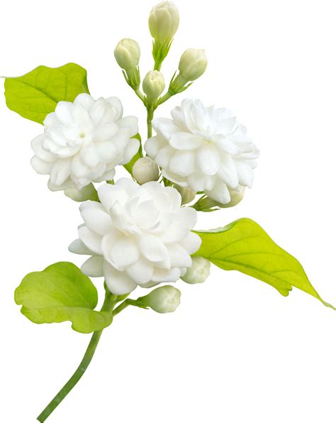 Jasmine Flower And Leaf Symbol Of Mothers Day In Thailand 9376815 Png
