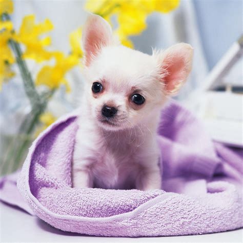 Comments for the cute dog wallpaper. Animals - Cute Chihuahua Puppy - iPad iPhone HD Wallpaper Free