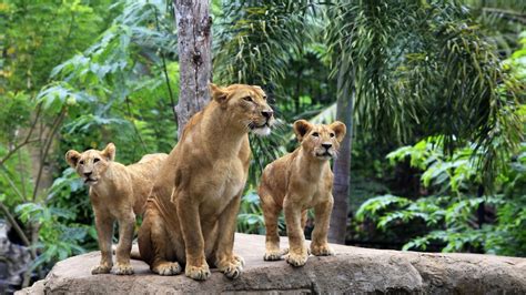 Lions Standing On Rock With Green Trees Background Hd Lion Wallpapers