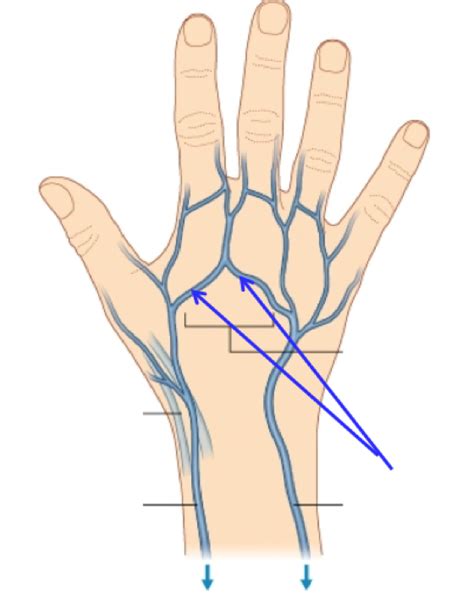 Hand Veins Diagram Quizlet