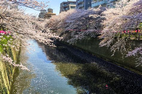 Dont Miss Tokyos Dreamiest Cherry Blossom Spot Meguro River