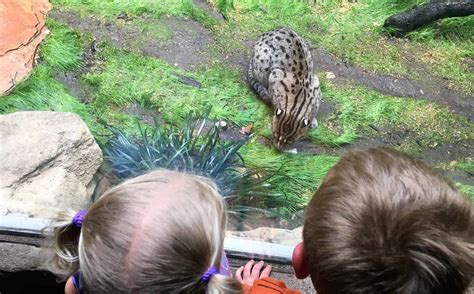 Visit the Zoo on your Next Family Vacation #Ad #SanAntonioZoo #