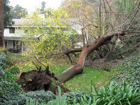 Wind Storms Topple Trees Tree Preparedness Emergency Preparedness