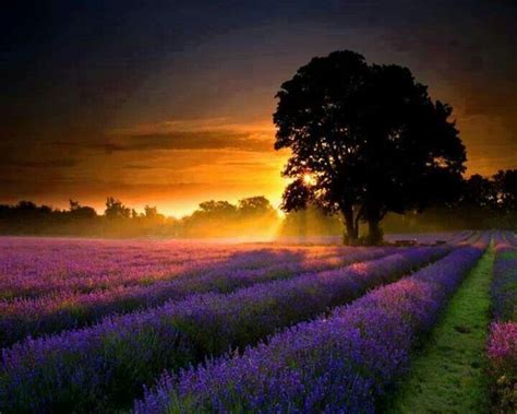 Lavender Sunset Provence France Nature Lavender Fields Sunset