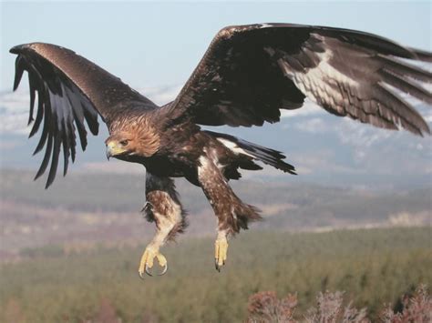 Golden Eagles Wallpaper Beautiful Golden Eagle In Flight Types Of