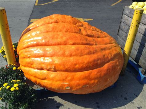 The Global Small Business Blog Worlds Biggest Pumpkin Almost