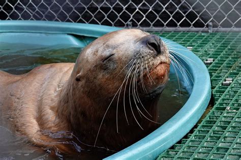 Rescued Steller sea lion taken into Vancouver Aquarium care dies - NEWS ...