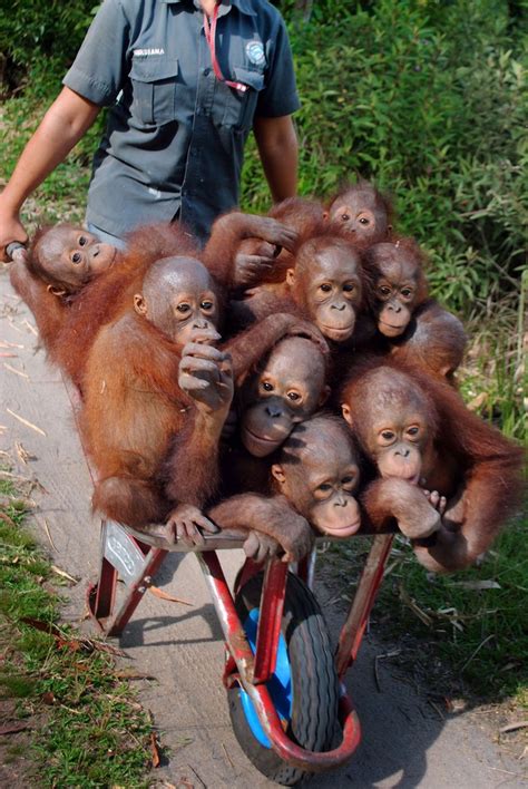 Baby Orangutans Mirror Online