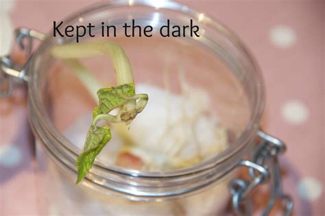 Plant knuckle deep if grow lights feels excessively hot to your hand following 10 seconds, they're unreasonably hot for your pot seedlings. Plant Science - How to grow a bean in a jar - Science ...