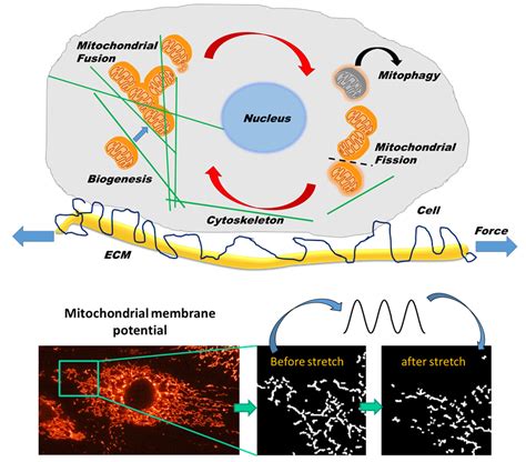 Ijms Free Full Text Regulation Of Mitochondrial Structure And
