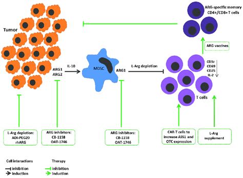 L Arginine Metabolism In Tumor Growth Immunopathogenesis And