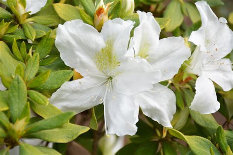 Bloom A Thon White Azalea Rhododendron Rlh1 3p3 In
