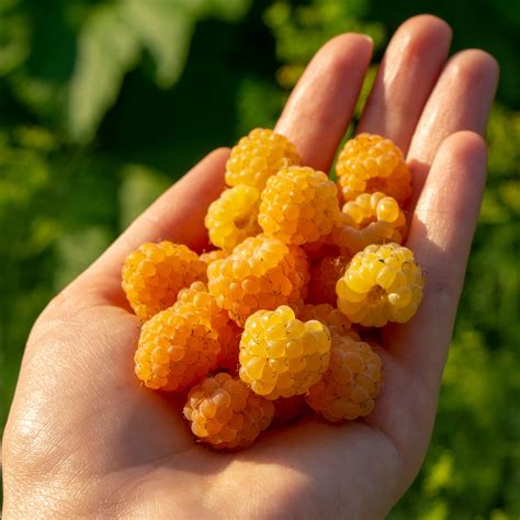 Buy Fall Gold Raspberry Plants For Sale Golden Raspberries Perfect