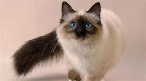 The Balinese Cat Breed Information History And Characteristics