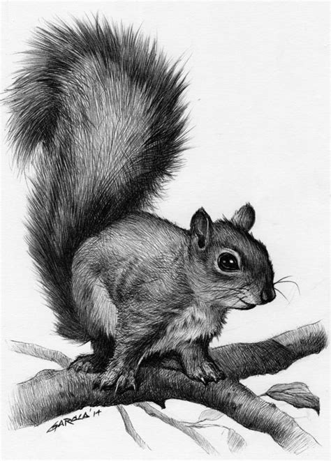 A Squirrel Drawing Pencil Drawings Of Animals Animal Drawings