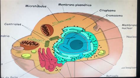 Partes De La Celula Eucariota Animal Y Sus Funciones Compartir Celular