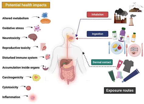 Impact Of Plastic On Human Health Download Scientific Diagram