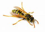 Paper Wasp Images