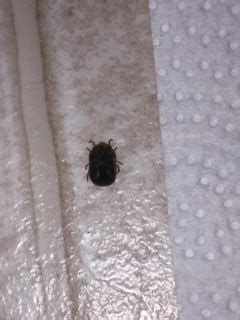 Locate larval breeding sites and eliminate them. What are these small bugs in my apartment?