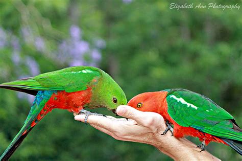 Maybe you would like to learn more about one of these? The Greatest of These is LOVE: World Bird Wednesday ...