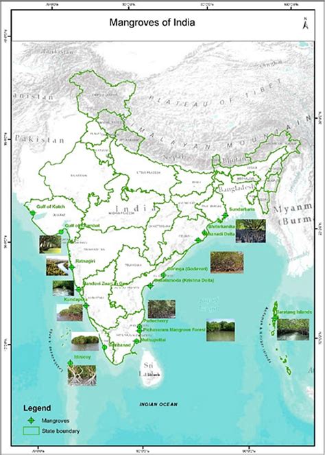 Mangrove Forest In India Map