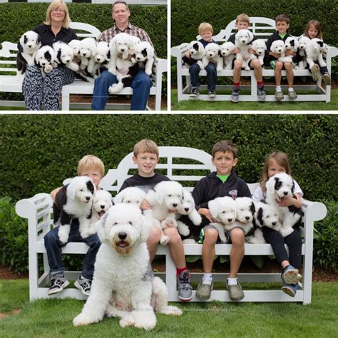 Our finley keeps us laughing all the time. Old English Sheepdogs | English sheepdog puppy, Old ...