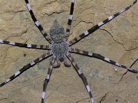 huge tsingy cave spider viridasius cf fasciatus ctenidae ankarana special reserve