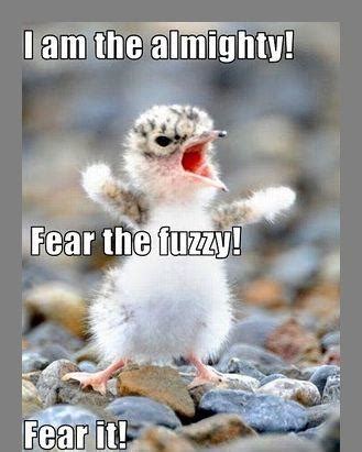 Instagram captions for animals & pets with images. Clean Funny Animal Quotes. QuotesGram