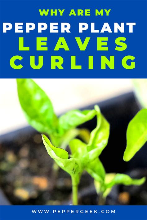Capsicum Leaves Curling Angel Vegetable