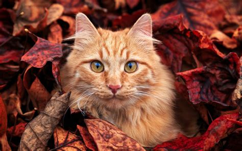 Rudy Kot W Jesiennych Li Ciach