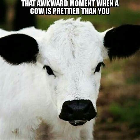 Funniest Cow Quotes