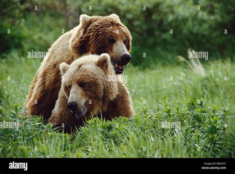 Grizzly Bears Mating Stock Photo Alamy