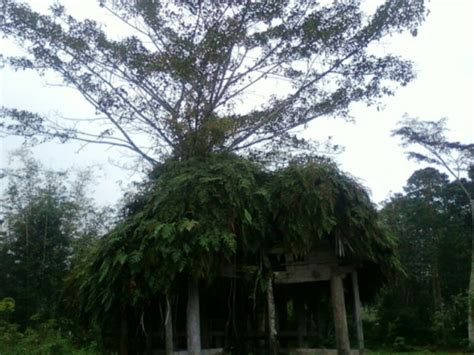 5 Pohon Ajaib Yang Hanya Ada Di Indonesia Good News From Indonesia