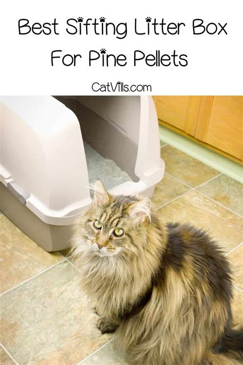 9 Best Sifting Litter Box For Pine Pellets 2023 Review