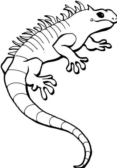 Or else, do online coloring directly from your tab, ipad or on our web feature for this two giant iguana coloring page. Marine Iguana coloring, Download Marine Iguana coloring ...