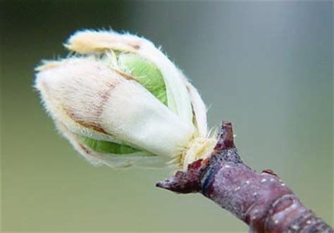 Use them in commercial designs under lifetime, perpetual & worldwide rights. Callery Pear: From Bud to Bloom