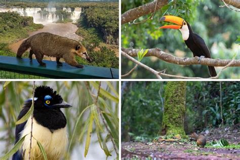 Wildlife Of Iguazu Falls Brazil And Argentina