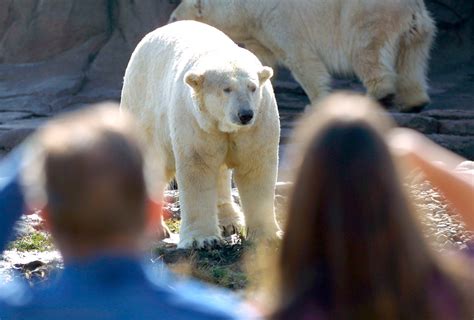 Male Polar Bear Kills Female Polar Bear During Attempted Mating At