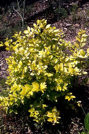 Thomas ranney of ncsu solved the puzzle by making a wide. Golden Vicary Privet-Mitchell and Sons Nursery and Garden ...