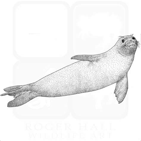 Stock Art Drawing Of A Hawaiian Monk Seal Inkart