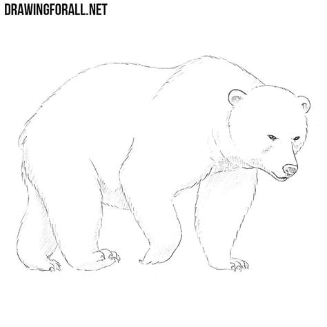 How To Draw A Bear