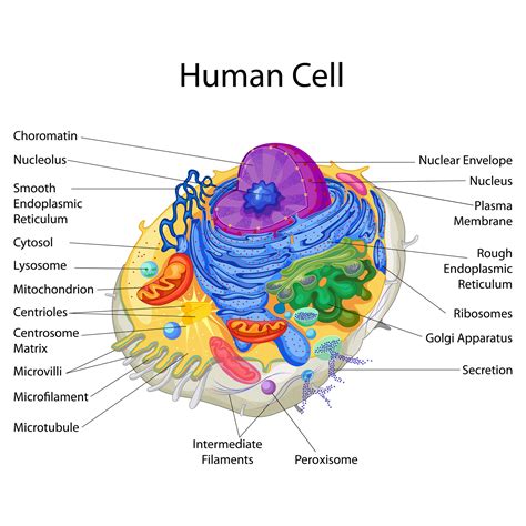 Education Chart Of Biology For Human Cell Diagram Best Acupuncture Llc