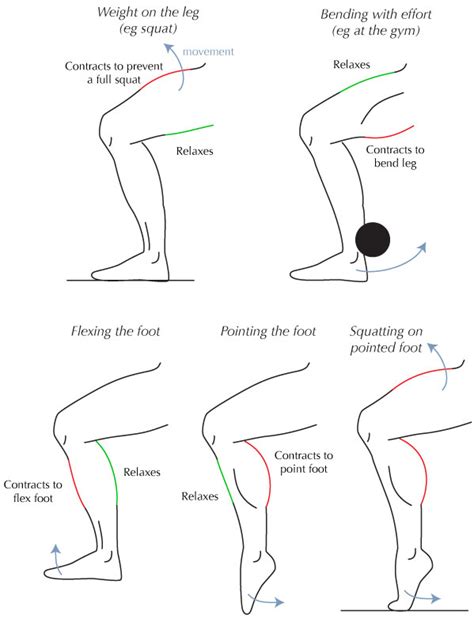 These include mobility, stability, posture, circulation, digestion, and more. Human Anatomy Fundamentals: Muscles and Other Body Mass ...