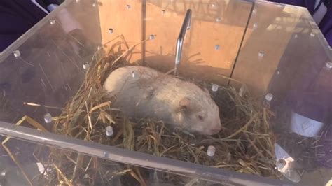 While today's events were virtual, it was a special day for willie, with wiarton marking the. Wiarton Willie doesn't see his shadow, calls for early ...