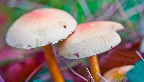 What Is The Difference Between Edible And Non Edible Mushrooms Garden