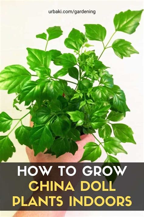 Beautiful China Doll Plant A Guide To Indoor Care And Growing