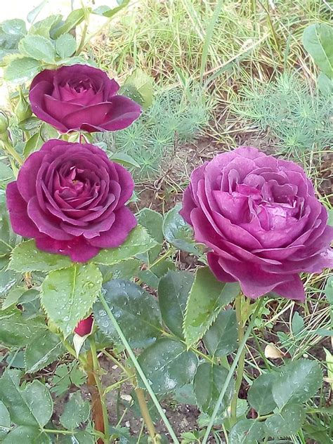 Ebb Tide Weksmopur Purple Eden Rose Flowers Garden